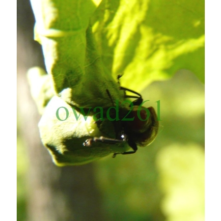 Attelabus nitens (Scopoli, 1763) Podryj dębowiec
